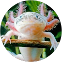 Willo Jr. profile picture